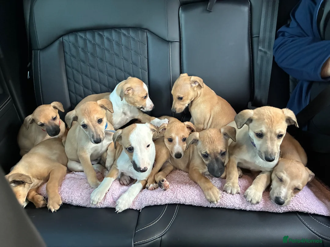 Whippet dogs for sale: Beautiful litter of Whippet puppies - Advert 1