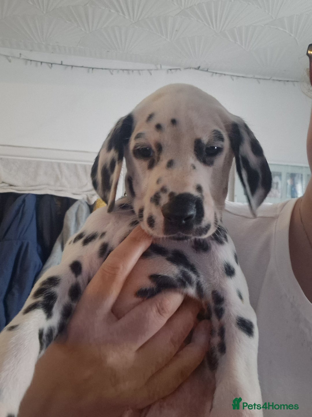 Dalmatian dogs for sale: KC dalmatian puppies READY on 1st August  in Ferndale - Image 4