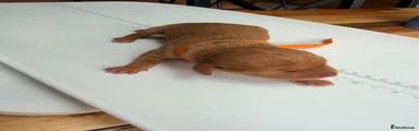 Hungarian Vizsla 2 (orange)
