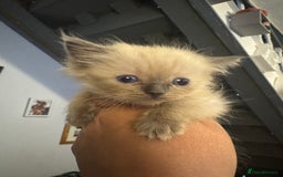 Ragdoll cats for sale: 8 week old ragdoll kittens ready to go now  - Image 5