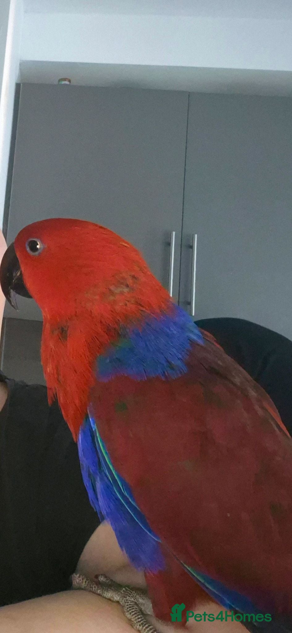 Parrots birds Eclectus female - Advert 4