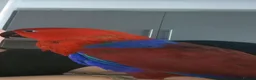 Parrots birds for sale: Eclectus female - Advert 1