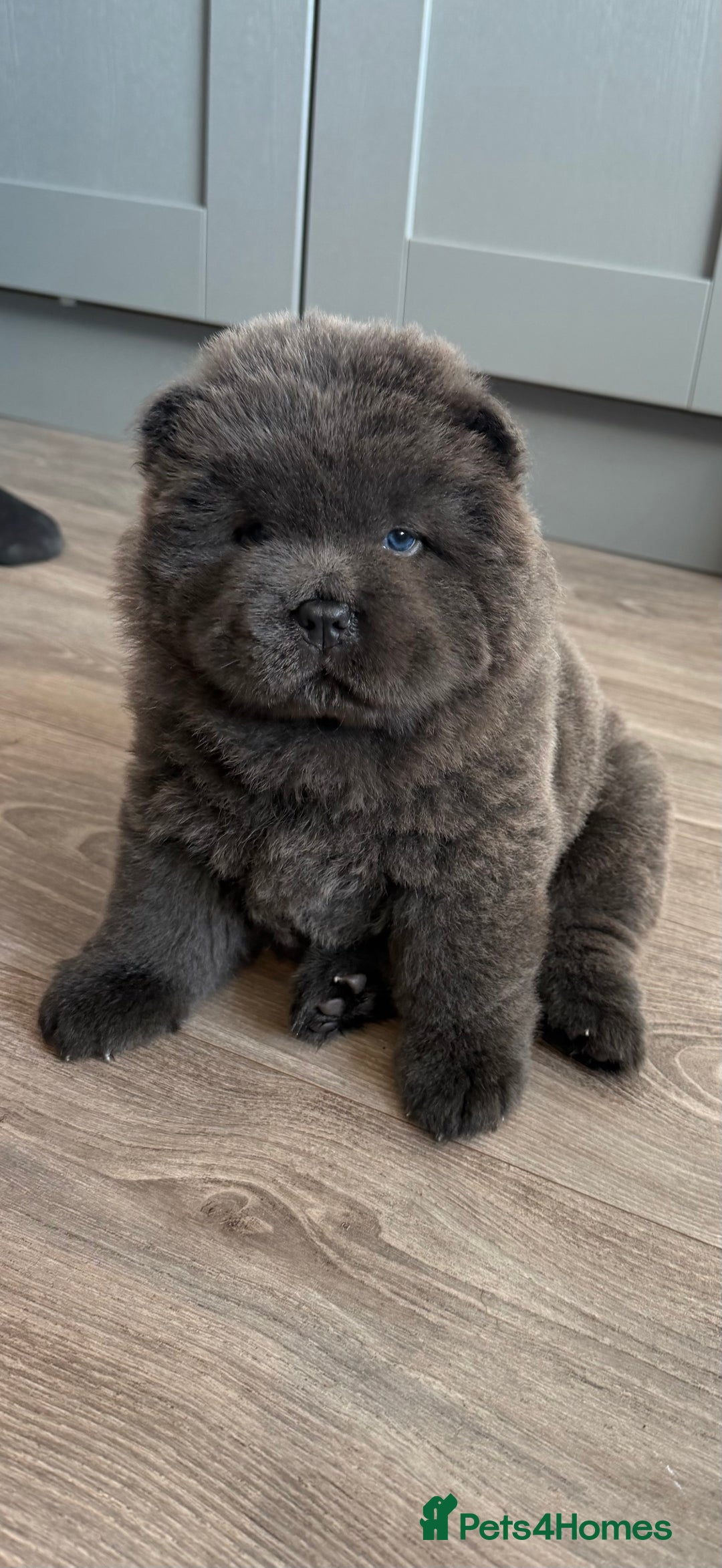 Chow Chow dogs for sale: Beautiful blue chow chow litter 💙 - Image 1