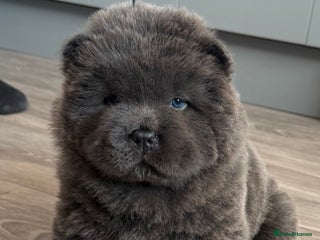 Chow Chow dogs - Advert 3