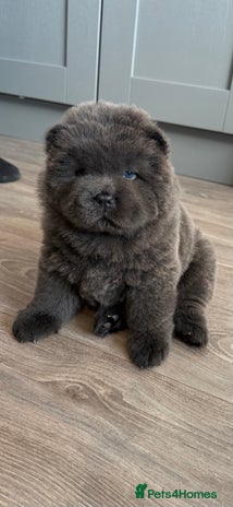 Chow Chow dogs - Advert 11