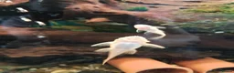 Plecos fish for sale: algae eaters - Advert 5