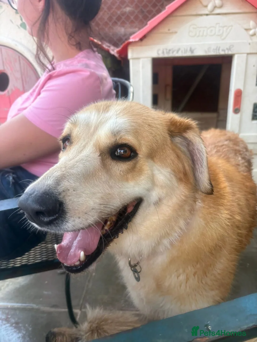 Mixed Breed dogs for adoption: Gertie - Norwich Norfolk  - Advert 2