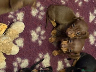 Miniature Dachshund dogs Miniature dachshund puppies - Advert 11