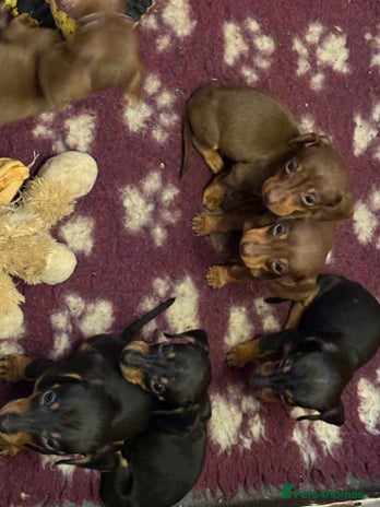 Miniature Dachshund dogs Miniature dachshund puppies - Advert 10