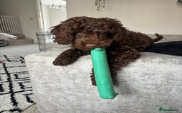 Cockapoo dogs for sale: Male Cockapoo puppy 16 weeks old - Advert 1