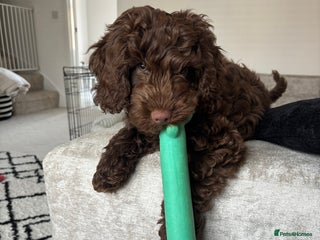 Cockapoo dogs Male Cockapoo puppy 16 weeks old - Advert 1