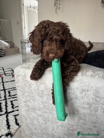 Cockapoo dogs Male Cockapoo puppy 16 weeks old - Advert 1