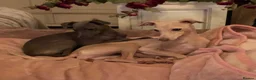 Italian Greyhound dogs for sale: KC Italian greyhound puppies European lineage - Advert 9