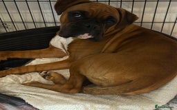 Boxer dogs for sale: Female boxer  - Image 2