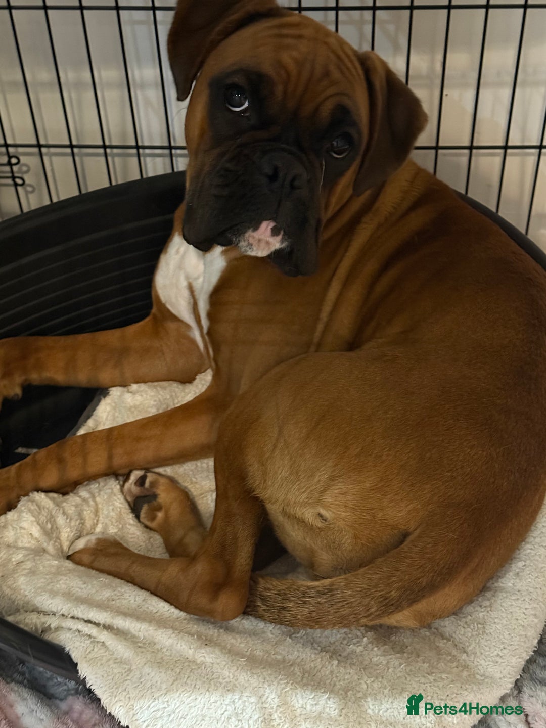 Boxer dogs for sale: Female boxer  - Image 2
