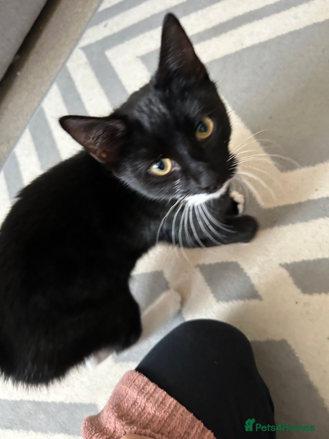 Mixed Breed cats for sale: 2 black and white kittens to go together - Advert 3