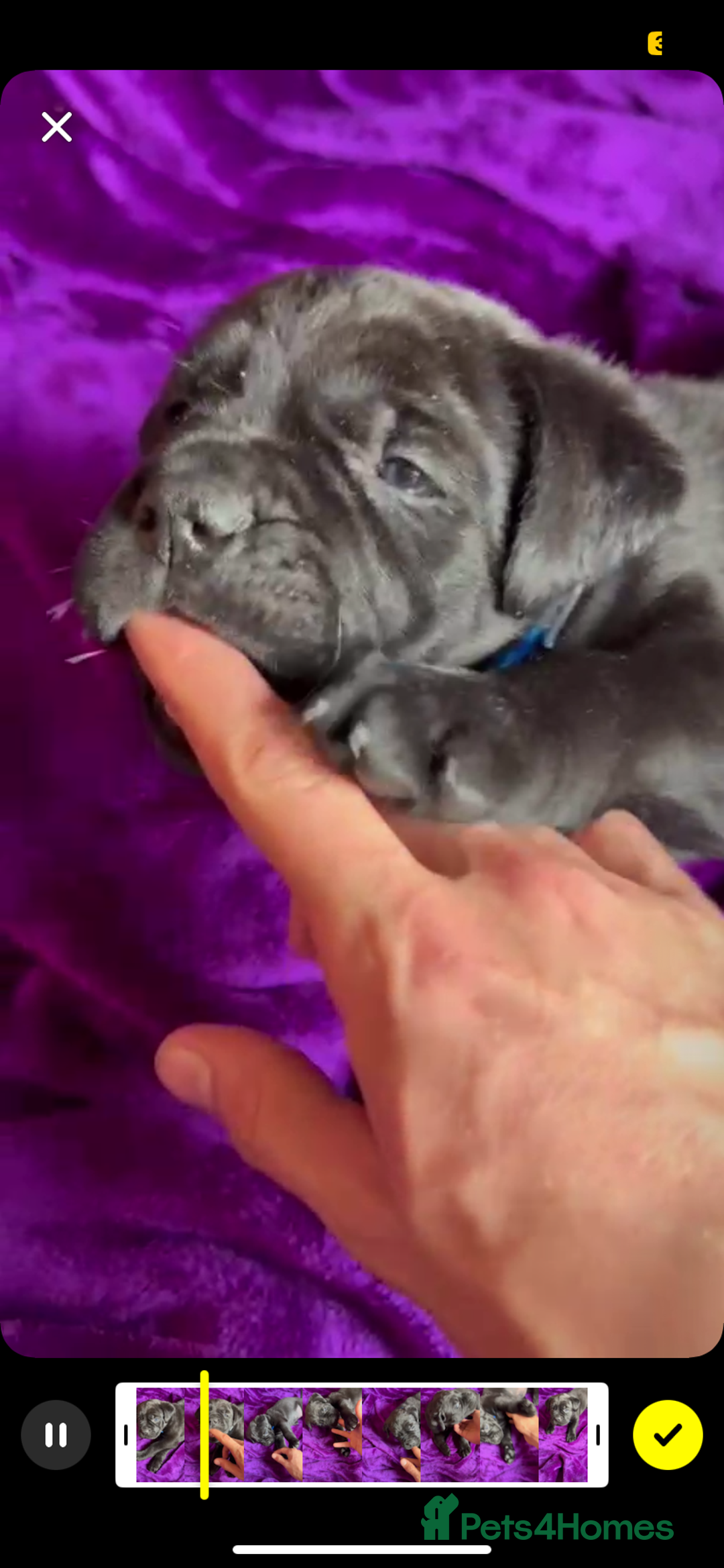 Mixed Breed dogs for sale: Cane Corso × Rottweiler/Bordeaux Puppies All Girls - Image 22