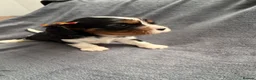 Cavalier King Charles Spaniel dogs for sale: Sweet RKCR Cavalier King Charles Spaniel Puppies - Advert 19