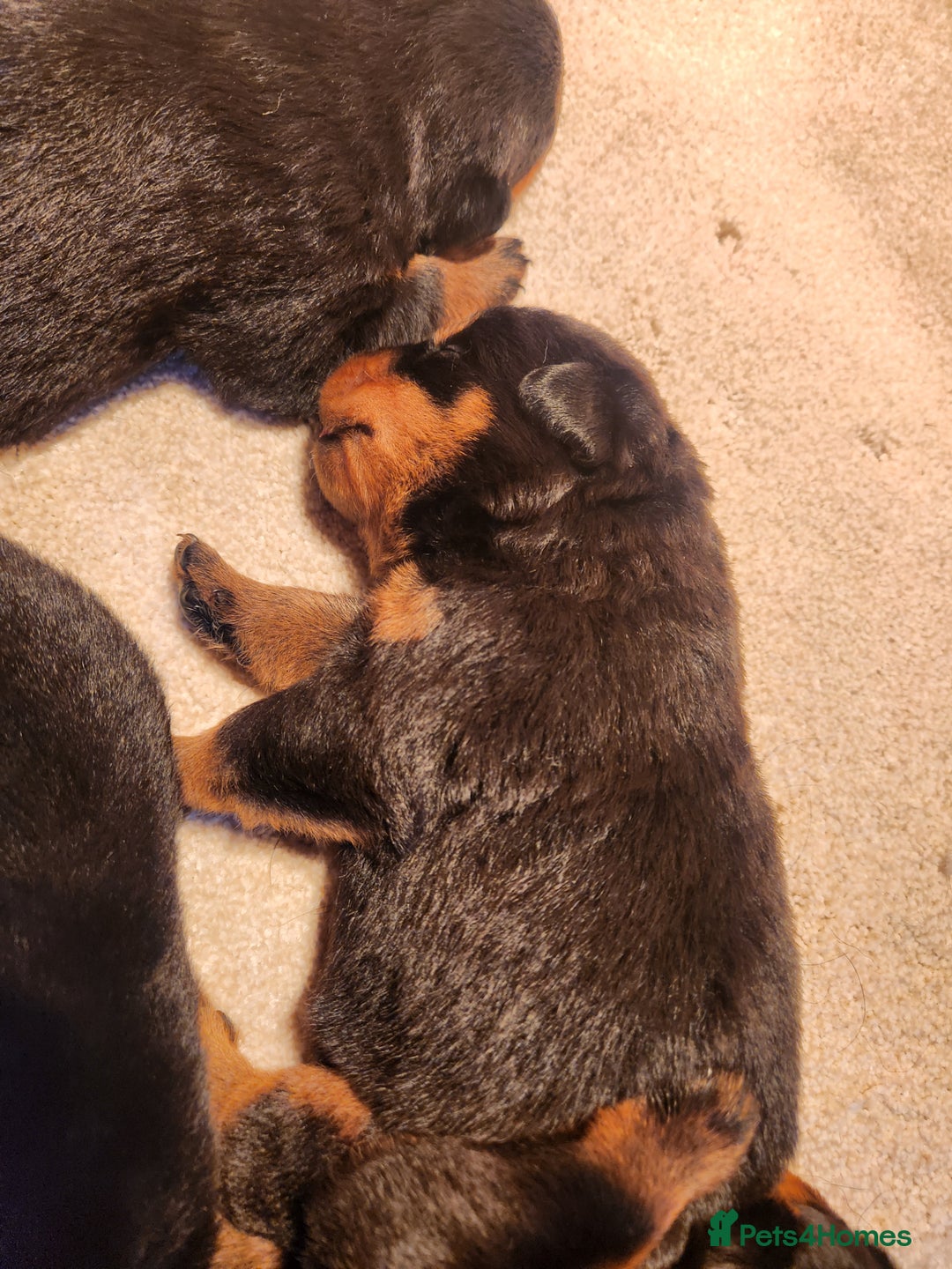 Rottweiler dogs for sale: Champion Pedigree Rottweiler Puppies - Advert 6