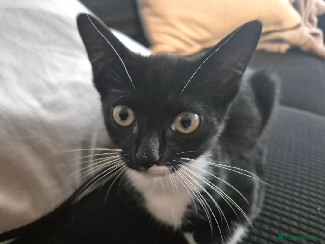 Mixed Breed cats for sale: Adorable mixed-breed kitten looking for a new home - Image 4