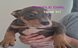 American Bulldog dogs for sale: Pocket bullie pups  - Image 8