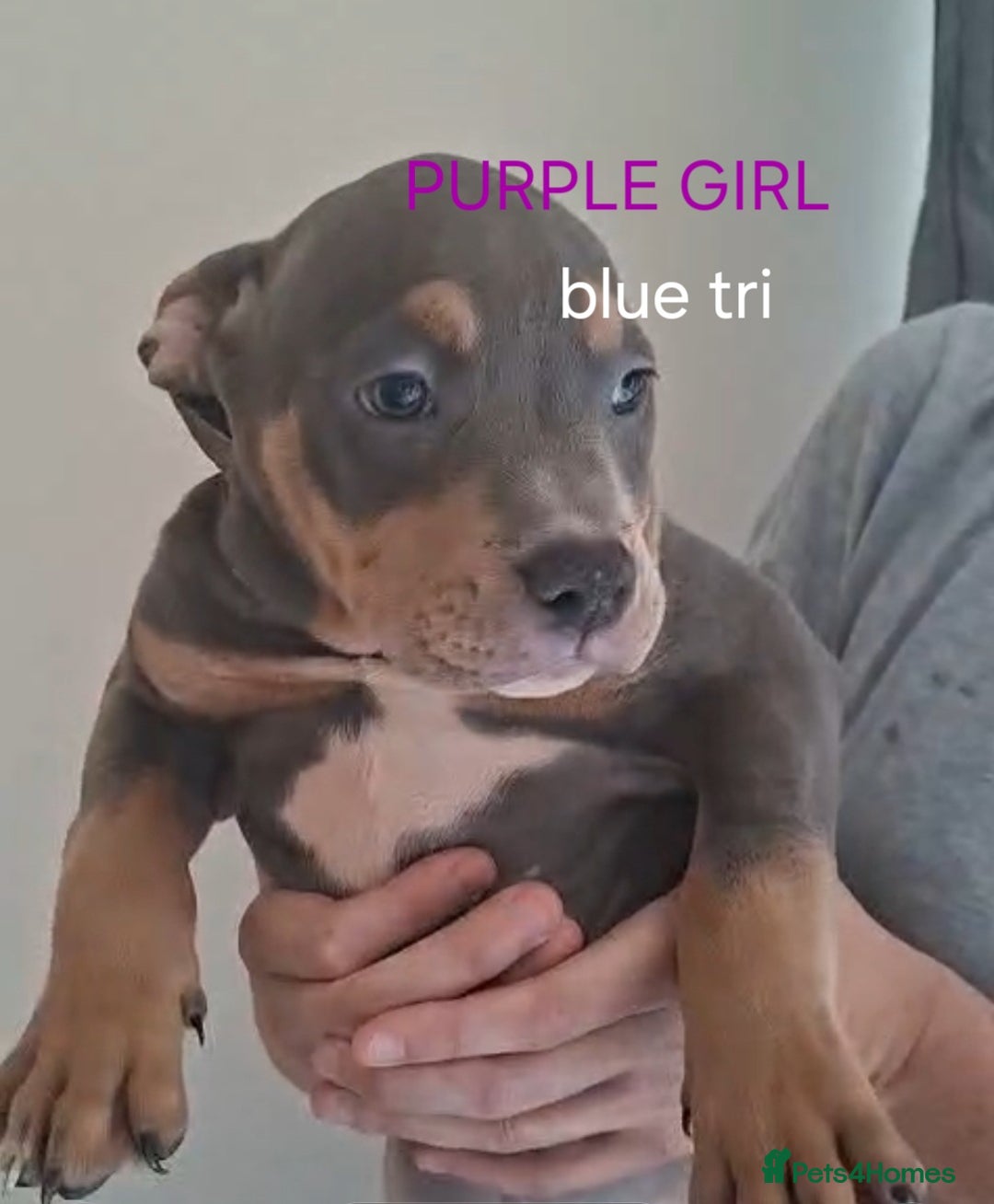 American Bulldog dogs for sale: Pocket bullie pups  - Image 8