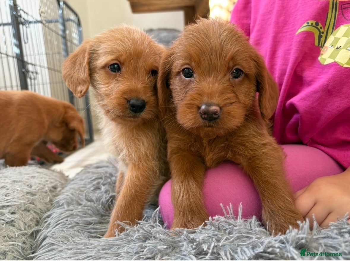 Labradoodle dogs F1B Quality Health Tested Fox Red Labradoodle  - Advert 1