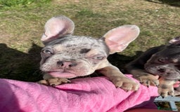 French Bulldog dogs for sale: Kc registered 12 week old French. Bulldogs  - Image 19