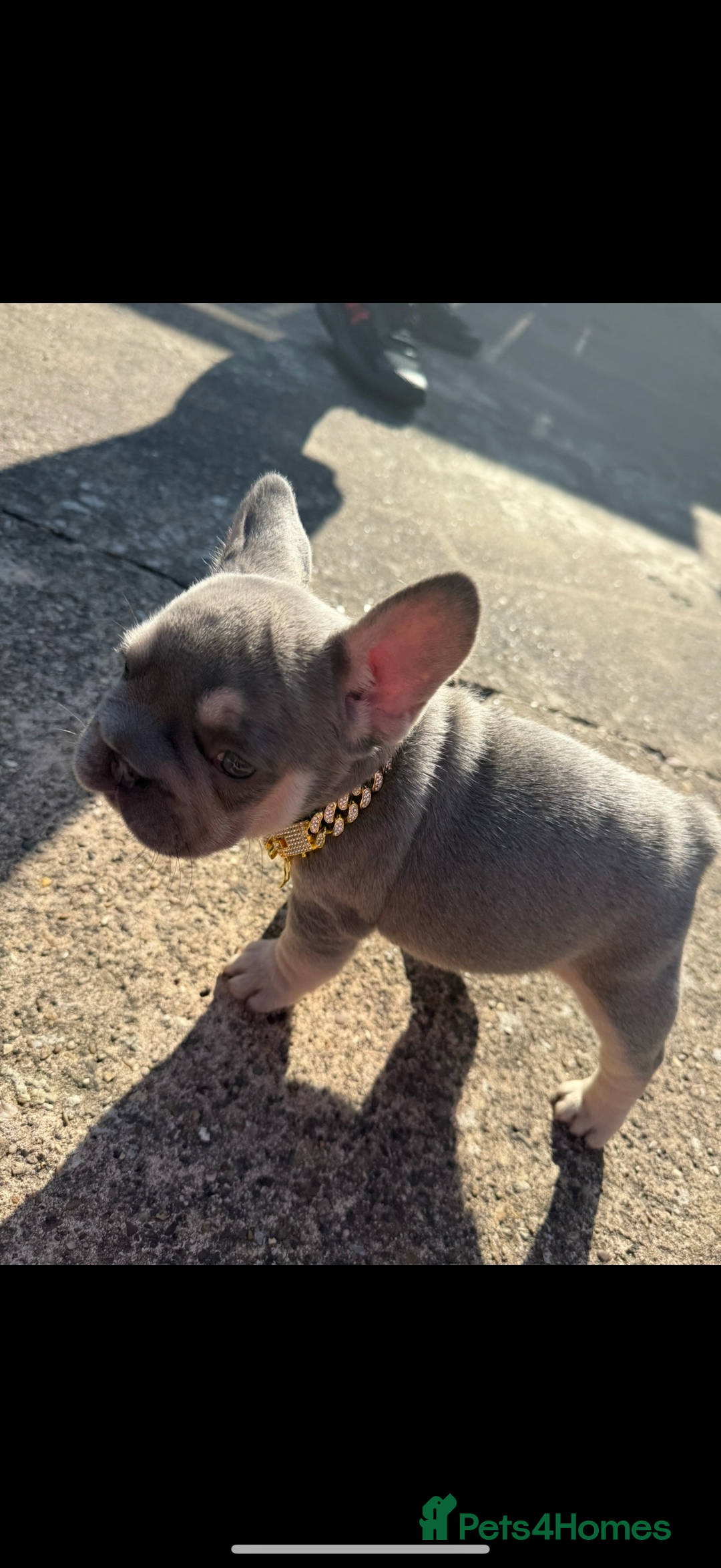 French Bulldog dogs for sale: ** frenchies  - Image 15