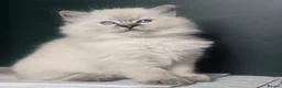 Ragdoll cats for sale: 🐾 TICA Beautiful Ragdoll Kittens - 2 Boys 🐾 - Advert 3
