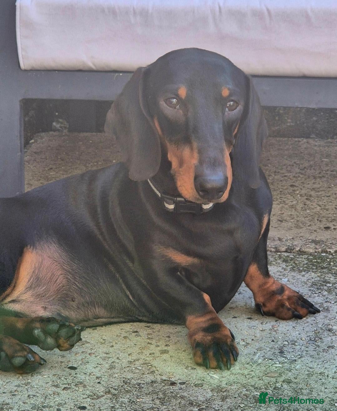 Dachshund dogs Lovely Male dachshund - Advert 7