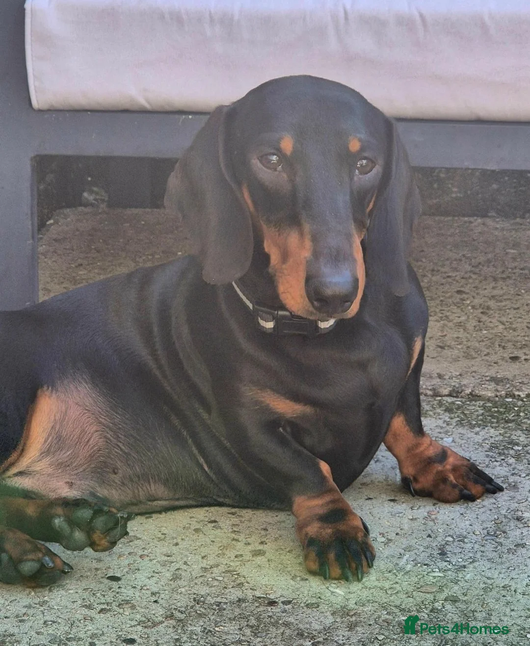 Dachshund dogs for sale: Lovely Male dachshund - Advert 1