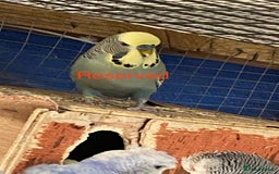 Budgerigars birds for sale: Reserved 2 pairs of budgies (please read full) - Image 1