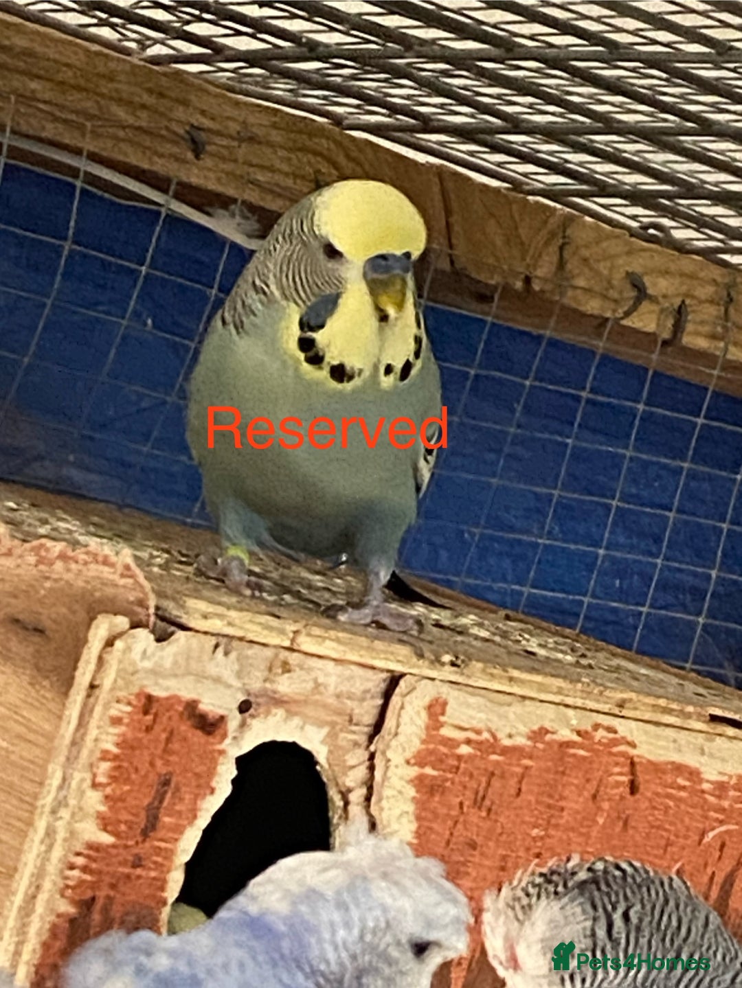 Budgerigars birds for sale: Reserved 2 pairs of budgies (please read full) - Image 1