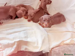 Dachshund dogs Isabella tan dachshunds 2 males left - Advert 5