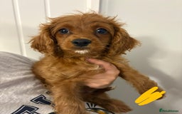 Cavapoo dogs for sale: Last pup left! F1 Cavapoo boy - Image 17