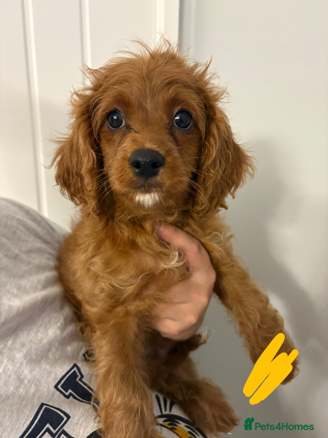 Cavapoo dogs for sale: Last pup left! F1 Cavapoo boy - Image 17