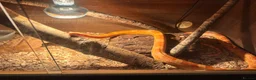 Corn Snake reptiles for sale: Corn snake  in Norwich - Advert 1