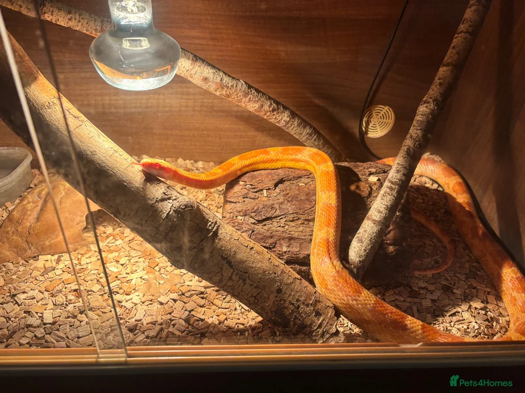 Corn Snake reptiles for sale: Corn snake  in Norwich - Advert 1
