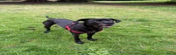 Mixed Breed dogs for sale: 5 year old female Great Dane - Advert 2