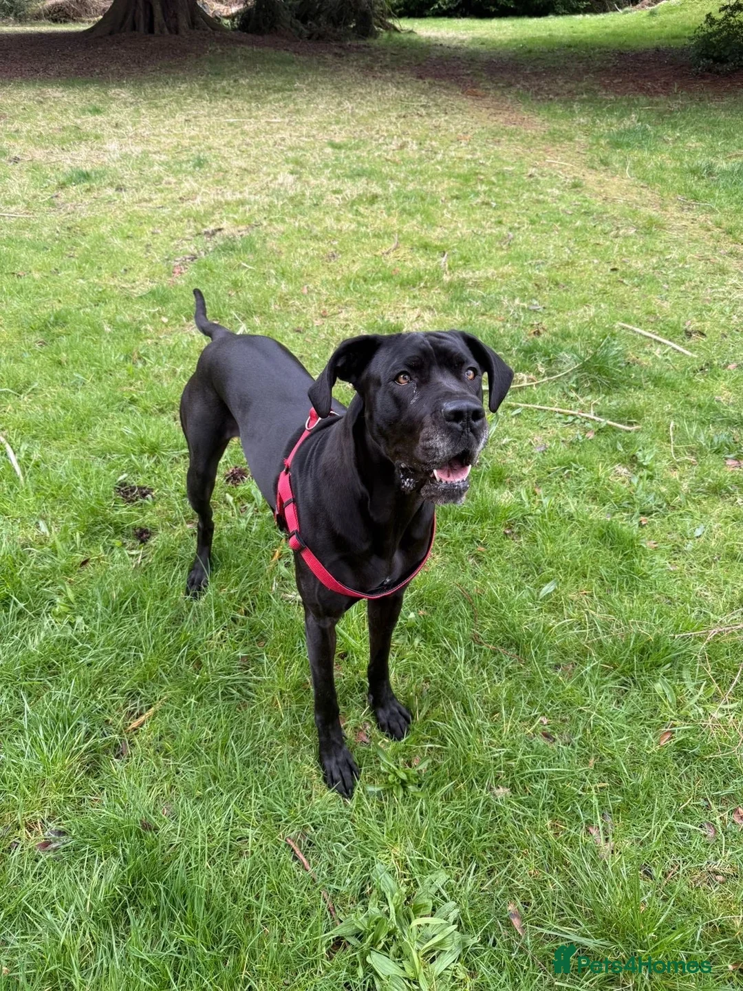 Mixed Breed dogs for sale: 5 year old female Great Dane - Advert 2