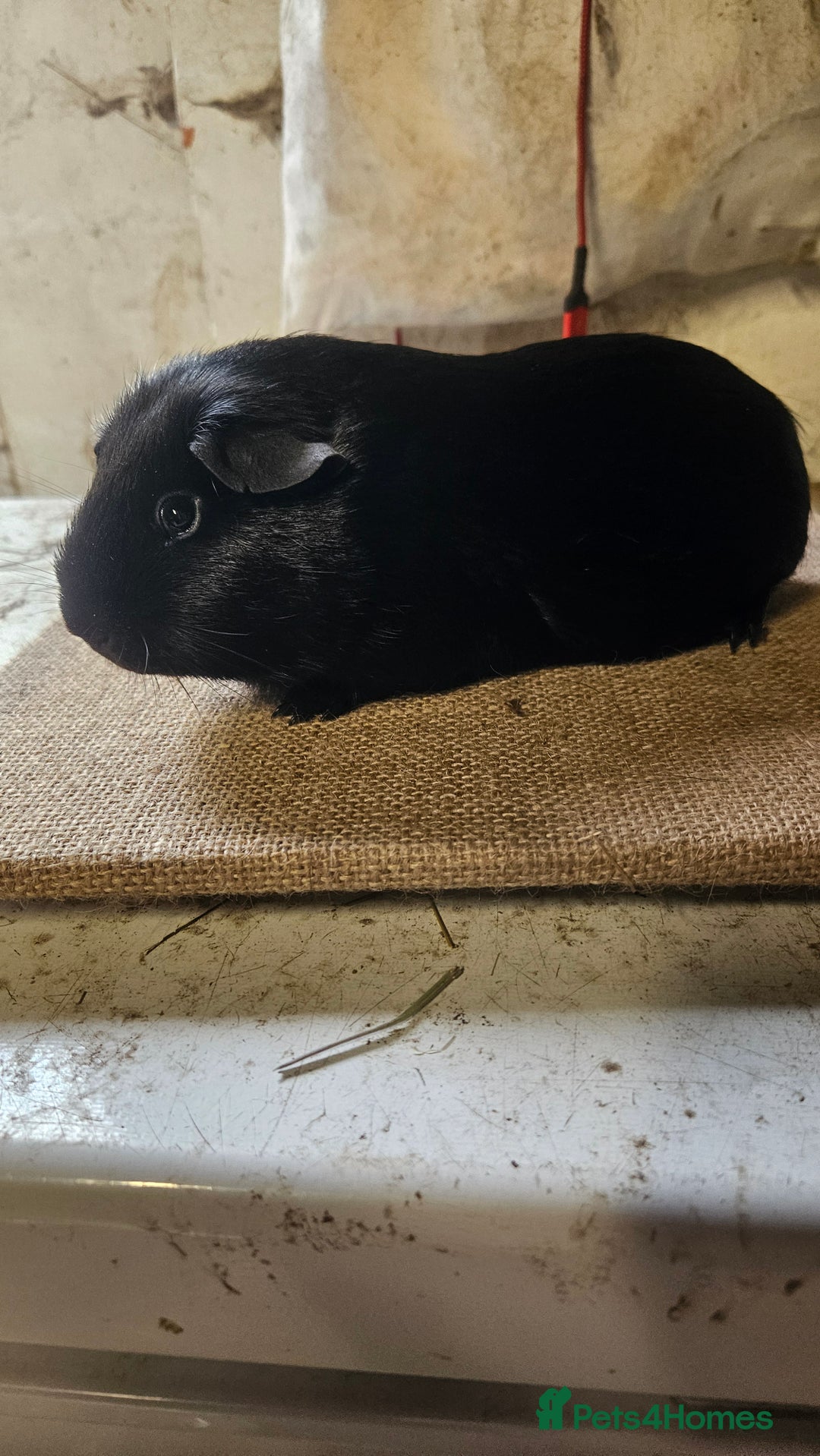 Guinea Pig rodents for sale: Rare swiss guinea pigs - Advert 4