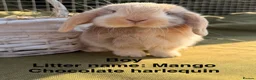 Mini Lop rabbits for sale: *Mini Lop Babies  - Advert 15