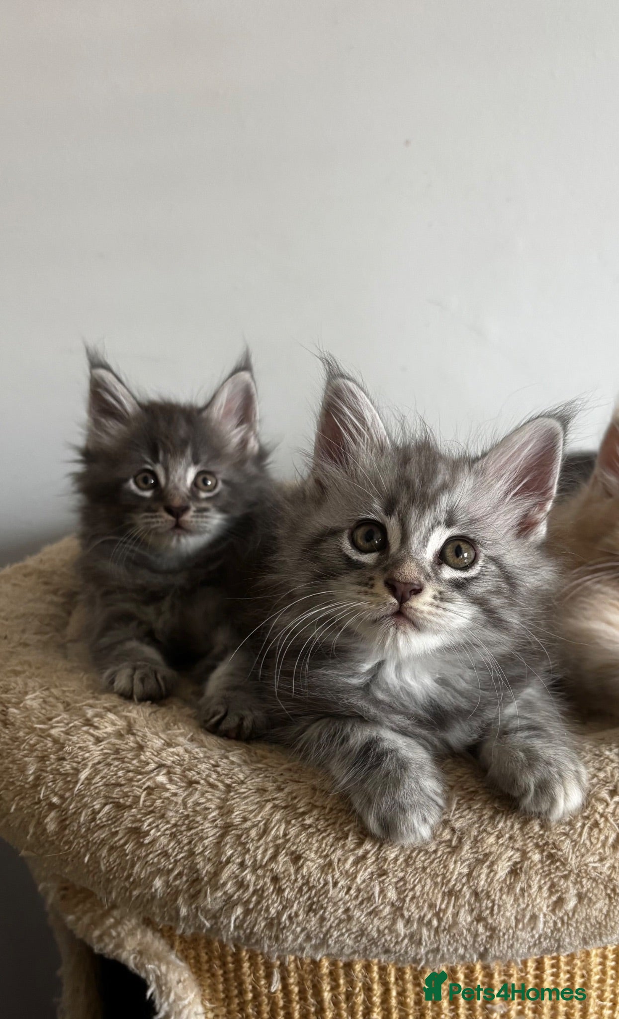 Maine Coon cats Majestic Maine Coon Kittens  - Advert 1