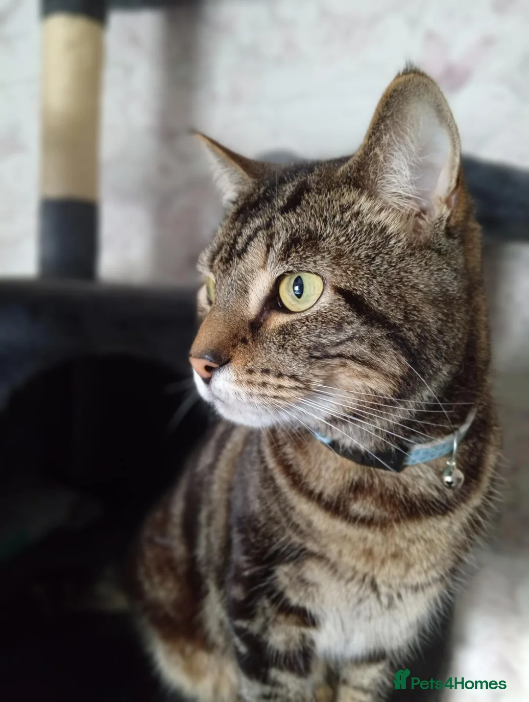 Mixed Breed cats for sale: Rema  in Leicester - Advert 1