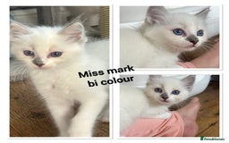 Ragdoll cats for sale: Ragdolls last male lynx  - Image 7