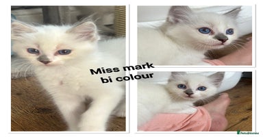 Ragdoll cats - Advert 2