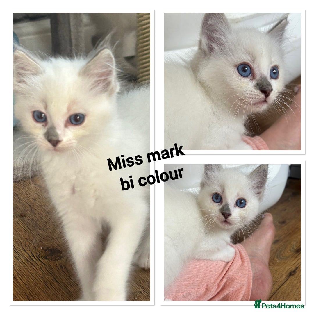 Ragdoll cats for sale: Ragdolls last male lynx  - Image 7