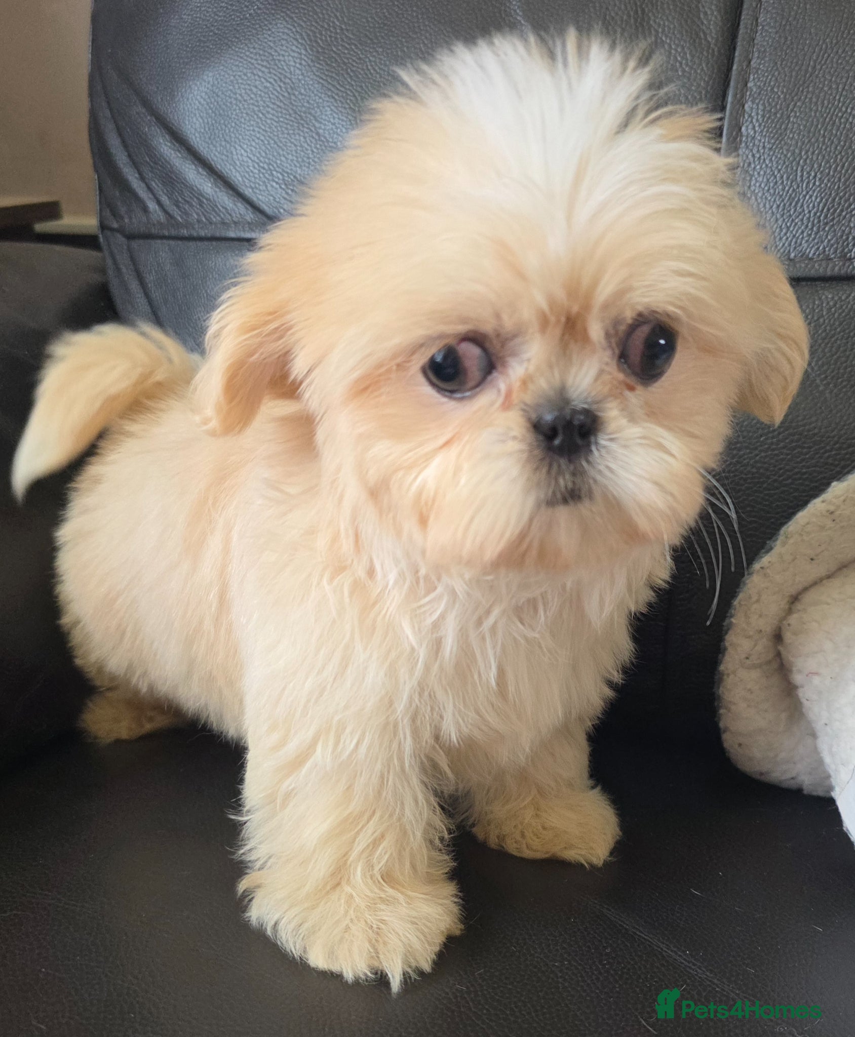 Shih Tzu dogs Stunning KC Reg Imperial shih tzu s ready now - Advert 1