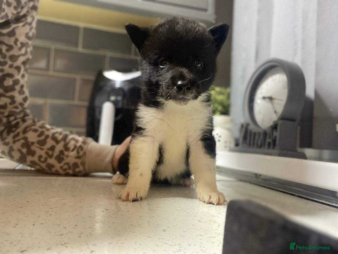 Akita dogs for sale: Chunky American Akita puppies - Advert 13